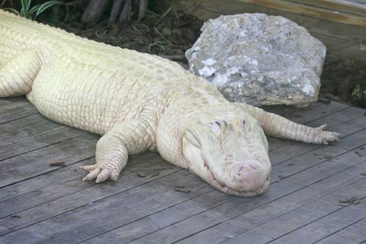 A white alligator laying on wood, with rock.