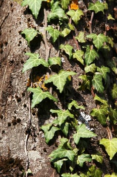 Ivy on a tree bark