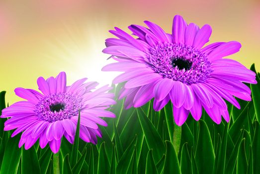 Colorful daisy gerbera flowers in a field at sunrise