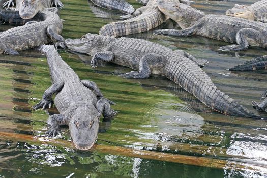 A lot of Alligators laying in wood in water.