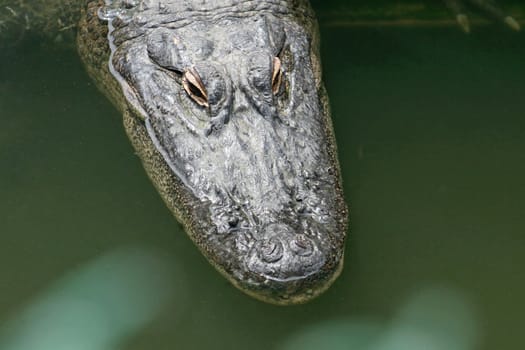 A close-up of an alligator in water