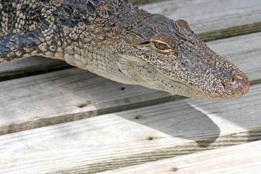 A close-up of an alligator laying on wood.