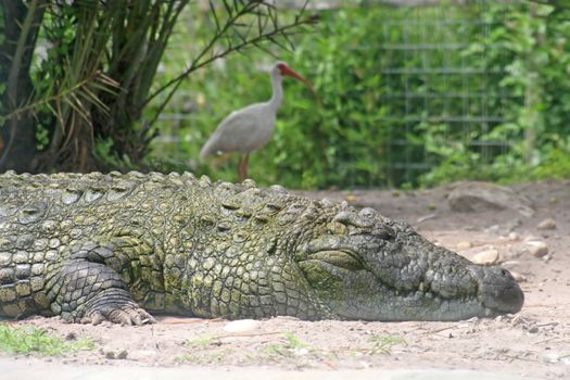 A close-up of an alligator and a bird.