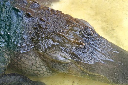 A close-up of an alligator laying in water.