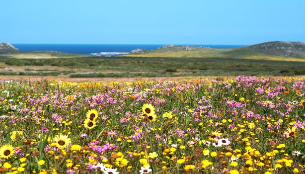 Field of colorful wild flowers with blue sky and ocean in the background in West Coast National Park, South Africa