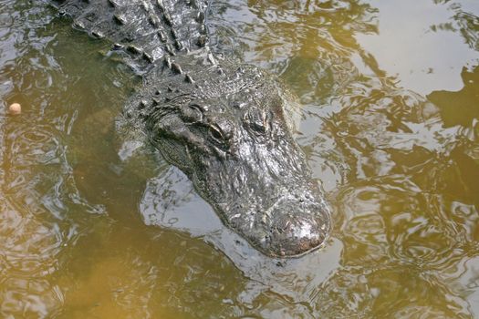 A close-up of an alligator laying in water