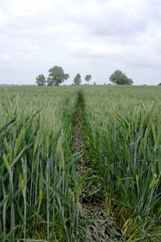 Green filed with path