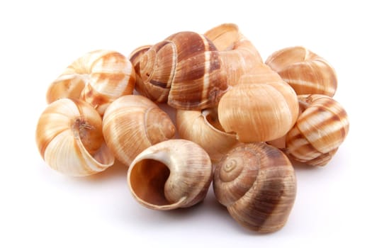 Snail shells on white background 