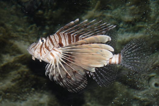 Tropical fishes in an aquarium