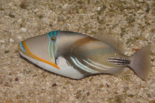 Tropical fishes in an aquarium