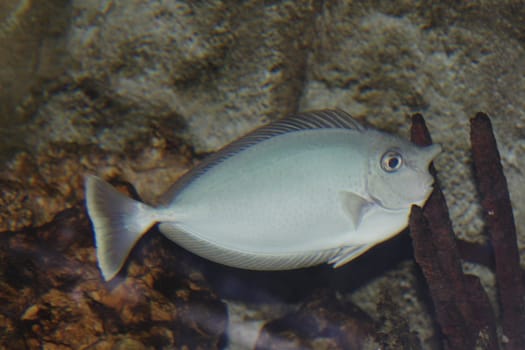 Tropical fishes in an aquarium