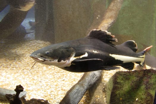 Tropical fishes in an aquarium