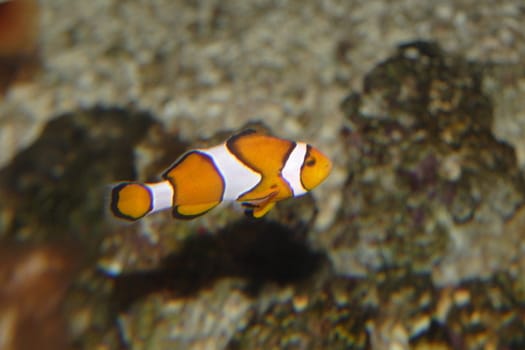 Tropical fishes in an aquarium