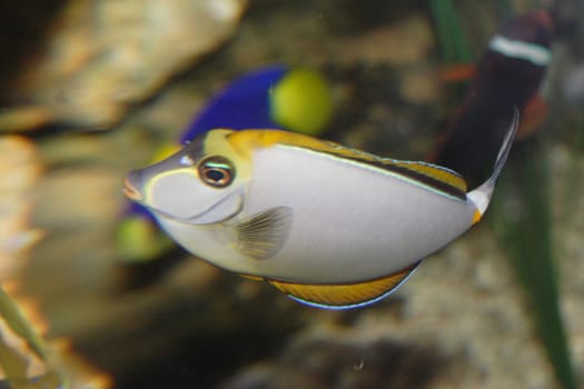 Tropical fishes in an aquarium