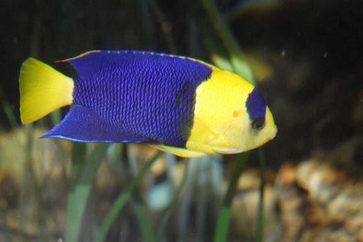 Tropical fishes in an aquarium