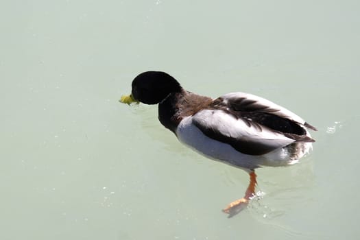 Wild duck on a lake