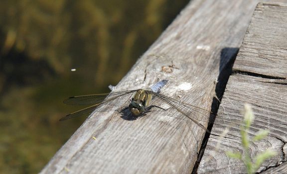 Dragonfly sitting on a wooden bench 