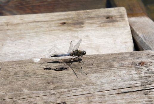 Dragonfly sitting on a wooden bench 