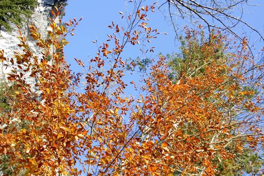 Yellow leaves against clear blue sky