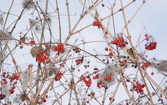Red ashberry branches under snow 