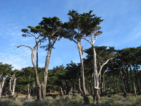 Park in San Francisco in Bay area