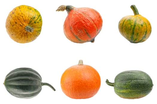 Miscellaneous pumpkins isolated on white background. Both pumpkins are ecological and natural, grew in rural garden. 
