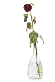 Dry red flower in glass decanter with water. Isolated over white background