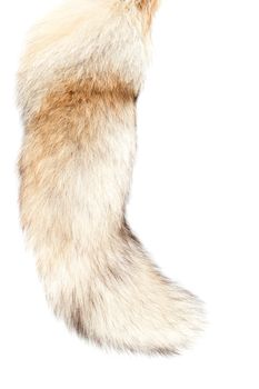 Furry winter tail of the fox. Isolated over white background