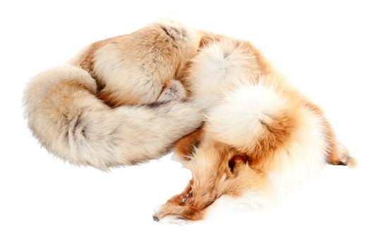 Fur of the dead two yeared fox. Isolated over white background