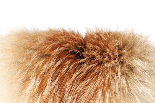 Long winter fur of the two yeared fox. Isolated over white background