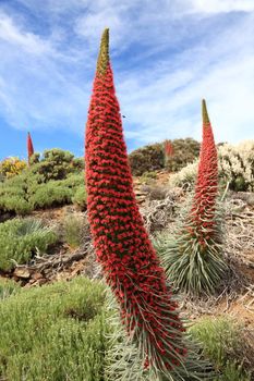 Tenerife landscape with flower Echium wildpretii also know as tower of jewels, red bugloss, Tenerife bugloss or Mount Teide bugloss. Image from Teide national park, Canary Islands, Spain.