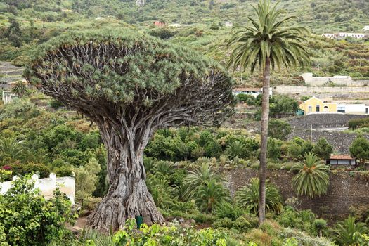 Tenerife famous dragon Tree, Dracaena draco or Drago in Icod de los VInos, Tenerife, Canary Islands, Spain.