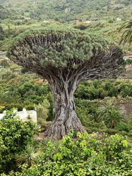 Tenerife famous dragon Tree, Dracaena draco or Drago in Icod de los VInos, Tenerife, Canary Islands, Spain.