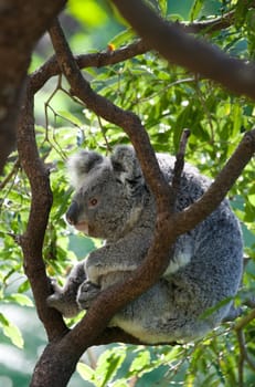australian koala in a gum tree