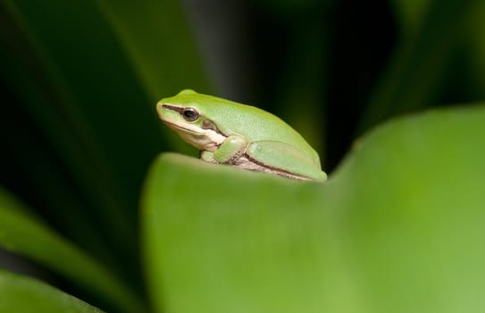 dwarf green tree frog in a bush