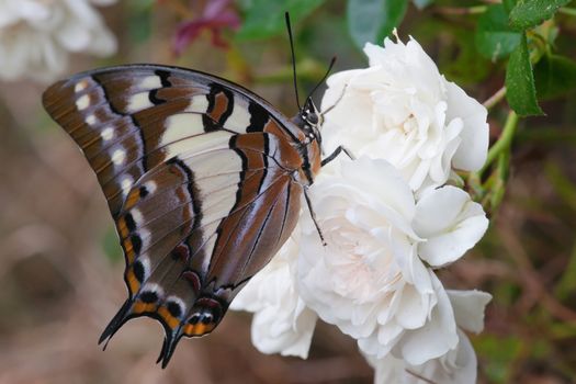 swallowtail butterfly on a rose flower