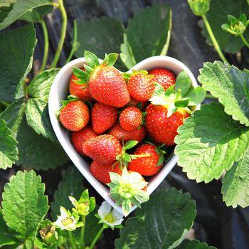 strawberry in heart shape bowl