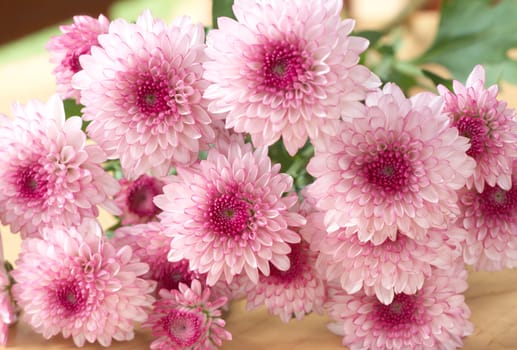 Beautiful pink flowers on brown wooden background 