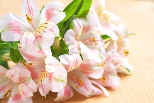 Beautiful pink flowers on brown wooden background with copy space