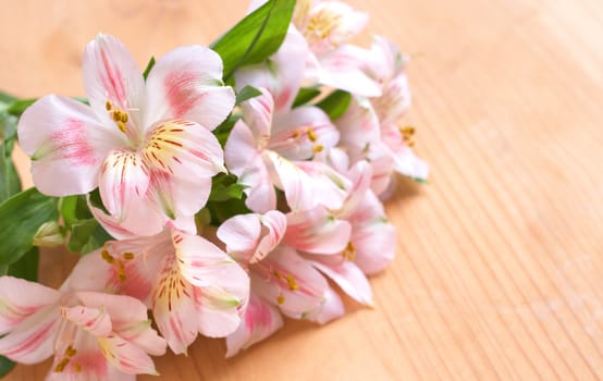 Beautiful pink flowers on brown wooden background with copy space