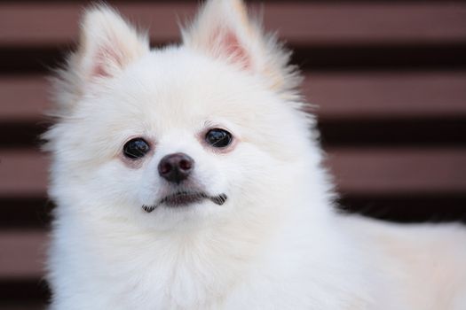 white pomeranian