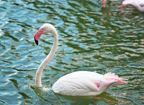 Pink flamingo