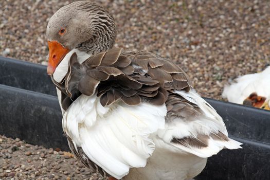 a duck cleaning itself