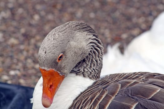 a duck close up