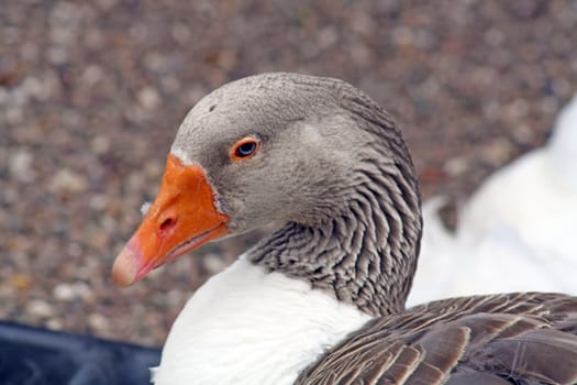 a duck close up