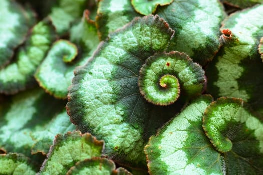 Green leaves background