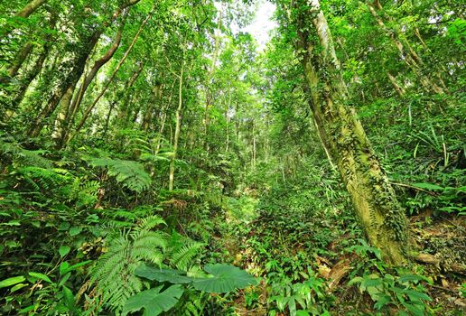 jungle