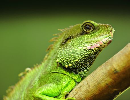 green iguana on tree branch