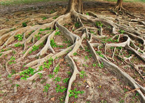 tree roots