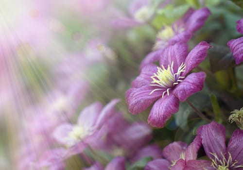 Beautiful flowers in sun light